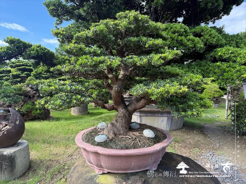 img 6489 [晶鑽羅漢松]等待，是為了下一次的蛻變(149) 盆栽(Bonsai)
