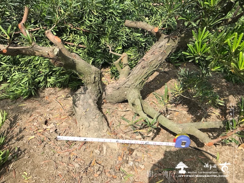 img 6490 [晶鑽羅漢松]等待，是為了下一次的蛻變(148) 盆栽(Bonsai)