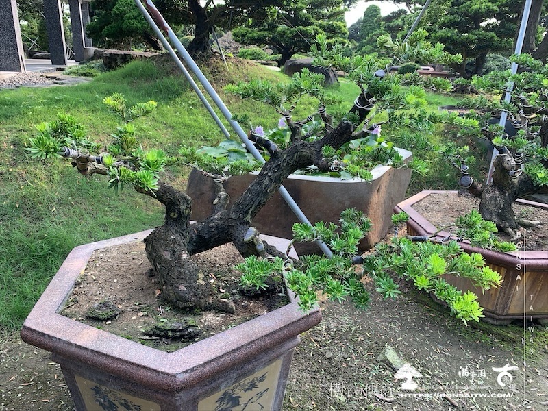 img 6492 [晶鑽羅漢松]等待，是為了下一次的蛻變(148) 盆栽(Bonsai)