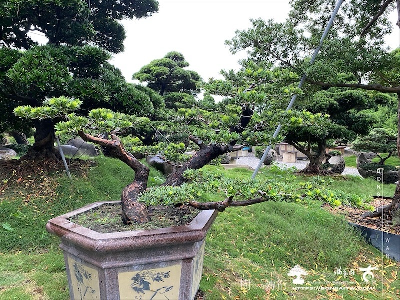 img 6493 [晶鑽羅漢松]等待，是為了下一次的蛻變(148) 盆栽(Bonsai)