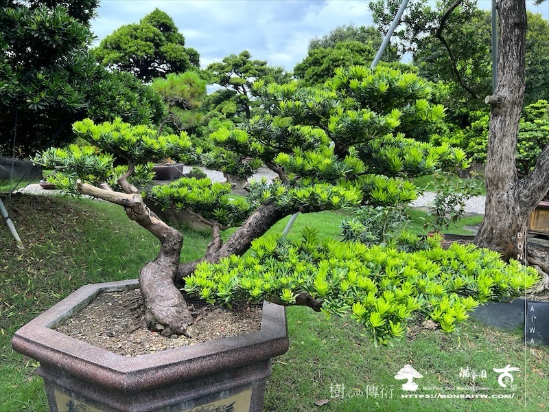 img 6495 [晶鑽羅漢松]等待，是為了下一次的蛻變(148) 盆栽(Bonsai)
