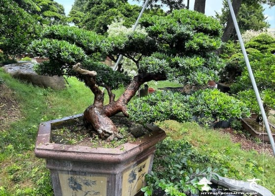 img 6496 [晶鑽羅漢松]等待，是為了下一次的蛻變(148) 等待，是為了下一次的蛻變