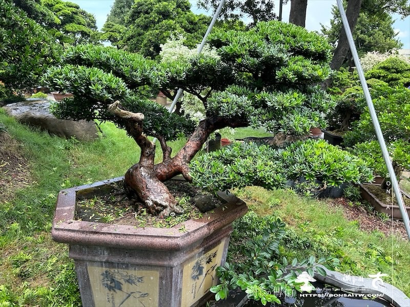 img 6496 [晶鑽羅漢松]等待，是為了下一次的蛻變(148) 盆栽(Bonsai)