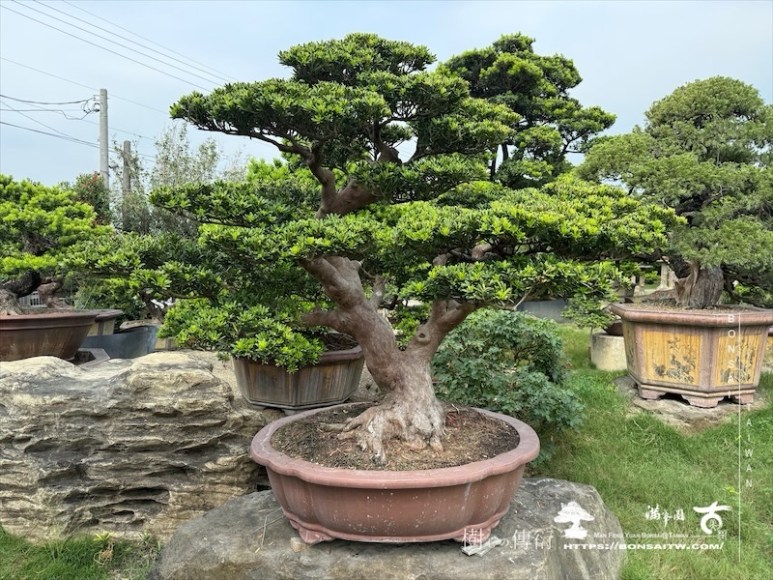 img 7687 [晶鑽羅漢松]等待，是為了下一次的蛻變(150) 盆栽(Bonsai)