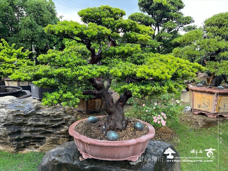 img 7688 [晶鑽羅漢松]等待，是為了下一次的蛻變(150) 盆栽(Bonsai)
