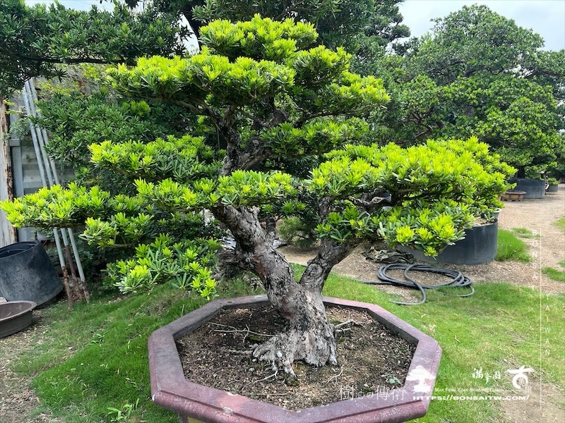 img 7690 [晶鑽羅漢松]等待，是為了下一次的蛻變(150) 盆栽(Bonsai)