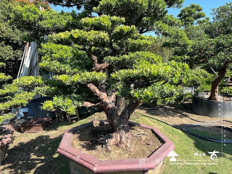 img 7691 [晶鑽羅漢松]等待，是為了下一次的蛻變(150) 盆栽(Bonsai)