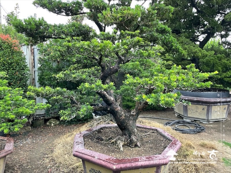 img 7693 [晶鑽羅漢松]等待，是為了下一次的蛻變(150) 盆栽(Bonsai)
