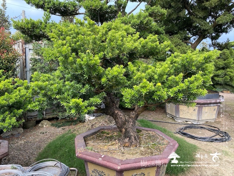 img 7694 [晶鑽羅漢松]等待，是為了下一次的蛻變(150) 盆栽(Bonsai)
