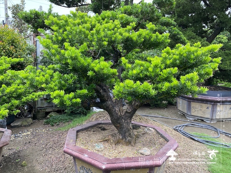 img 7695 [晶鑽羅漢松]等待，是為了下一次的蛻變(150) 盆栽(Bonsai)