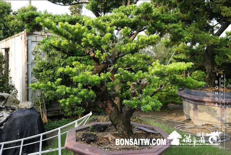 img 7696 [晶鑽羅漢松]等待，是為了下一次的蛻變(150) 盆栽(Bonsai)