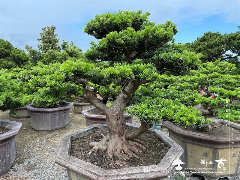 img 7824 [晶鑽羅漢松]等待，是為了下一次的蛻變(151) 蛻變專題(The plan)