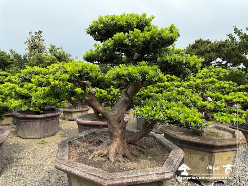 img 7825 [晶鑽羅漢松]等待，是為了下一次的蛻變(151) 蛻變專題(The plan)