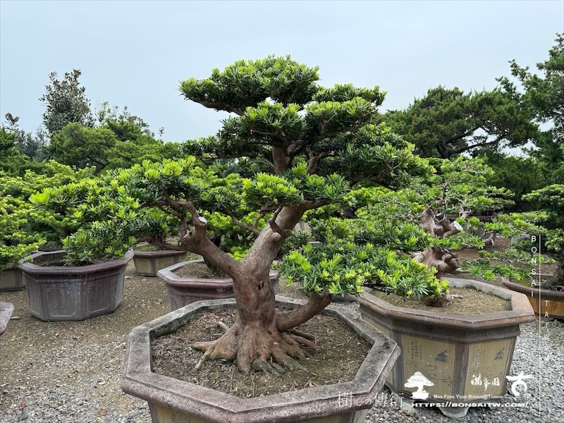 img 7826 [晶鑽羅漢松]等待，是為了下一次的蛻變(151) 蛻變專題(The plan)