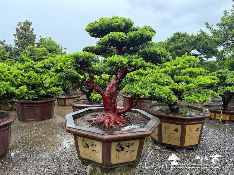 img 7827 [晶鑽羅漢松]等待，是為了下一次的蛻變(151) 蛻變專題(The plan)