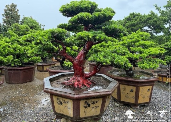 img 7830 [晶鑽羅漢松]等待，是為了下一次的蛻變(151) 等待，是為了下一次的蛻變