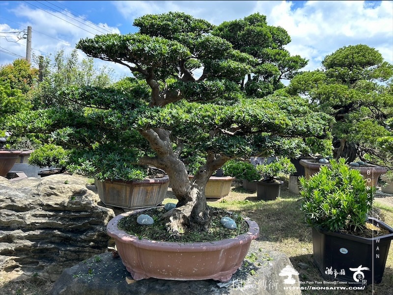 img 0732 2 [晶鑽羅漢松]等待，是為了下一次的蛻變(64) 盆栽(Bonsai)