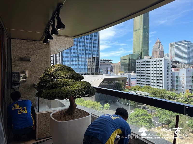 img 1159 [我們的作品]露台景觀-案0916 盆栽(Bonsai)