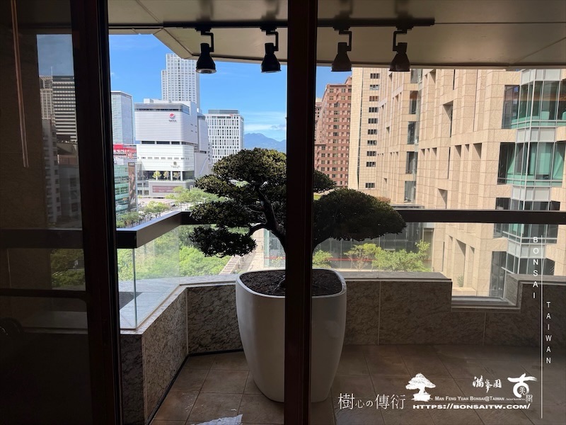 img 1164 [我們的作品]露台景觀-案0916 盆栽(Bonsai)