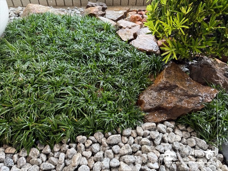 img 1221 [我們的作品]露台景觀設計-案0923 盆栽(Bonsai)