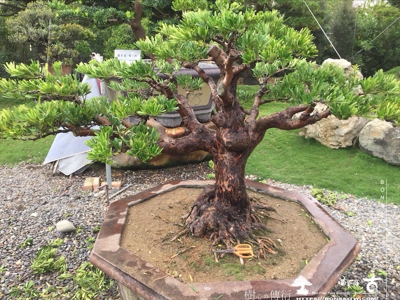 img 8840 [羅漢松]等待，是為了下一次的蛻變(152) 盆栽(Bonsai)