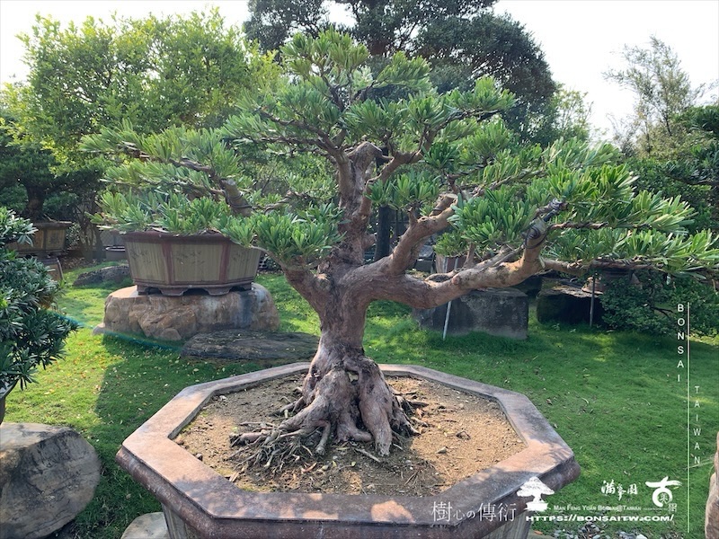 img 8841 [羅漢松]等待，是為了下一次的蛻變(152) 盆栽(Bonsai)