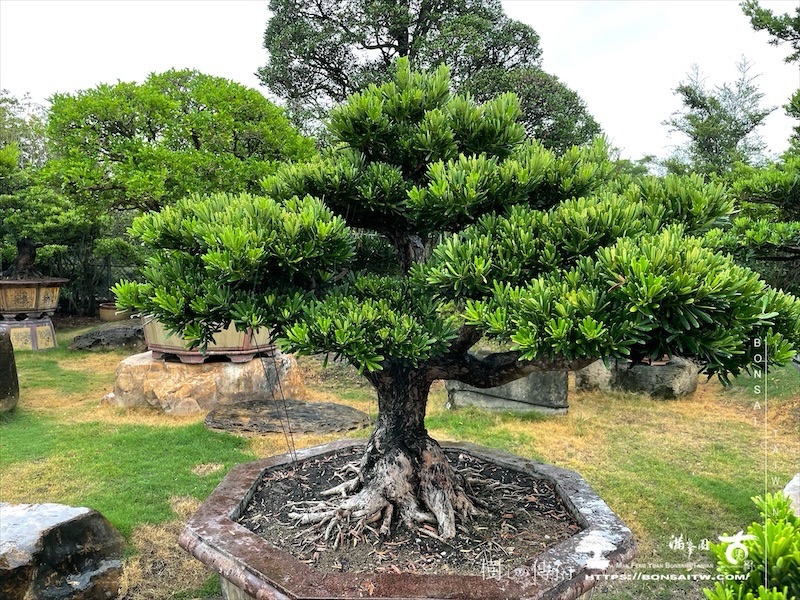 img 8842 [羅漢松]等待，是為了下一次的蛻變(152) 盆栽(Bonsai)