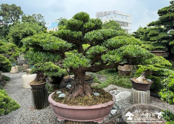 img 8843 [羅漢松]等待，是為了下一次的蛻變(152) 等待，是為了下一次的蛻變