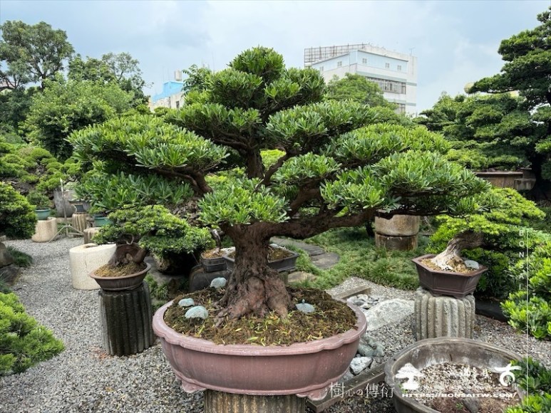 img 8843 [羅漢松]等待，是為了下一次的蛻變(152) 盆栽(Bonsai)