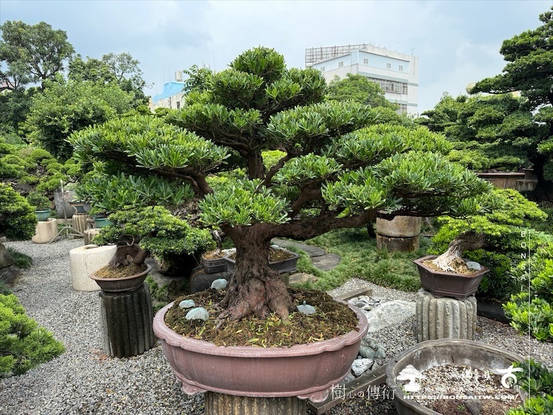 img 8843 [羅漢松]等待，是為了下一次的蛻變(152) 盆栽(Bonsai)