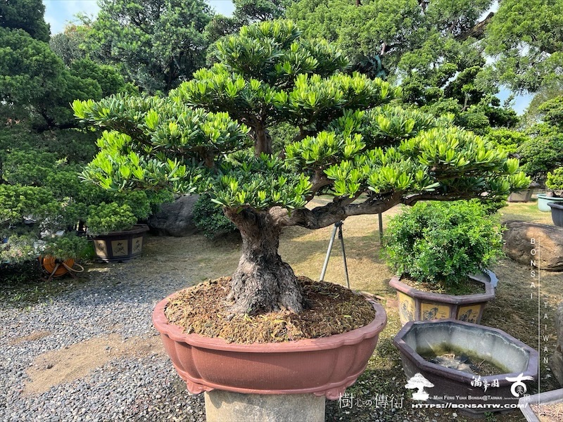 img 8845 [羅漢松]等待，是為了下一次的蛻變(152) 盆栽(Bonsai)