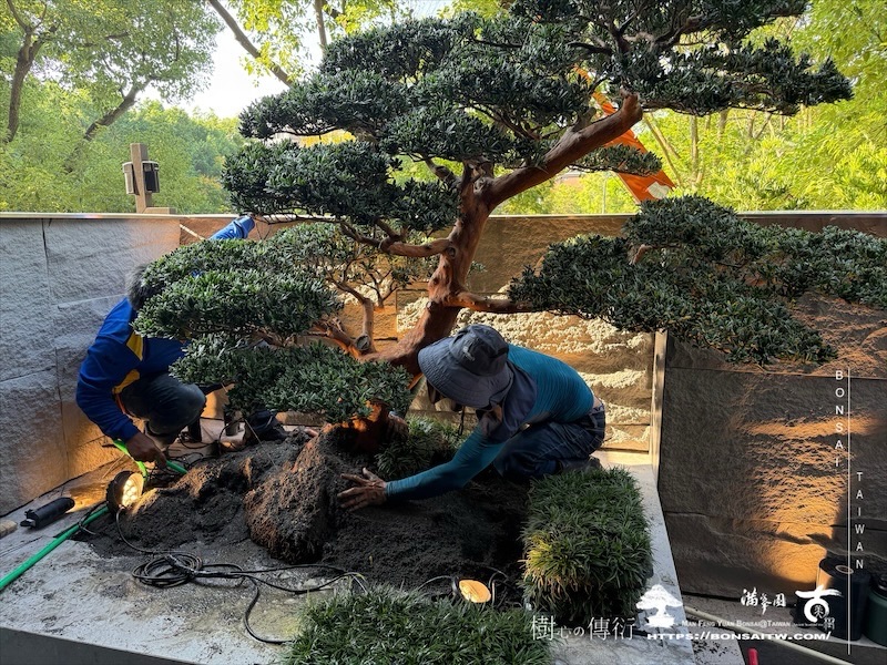 img 1798 [我們的作品]景觀施工-案1001 客戶案例