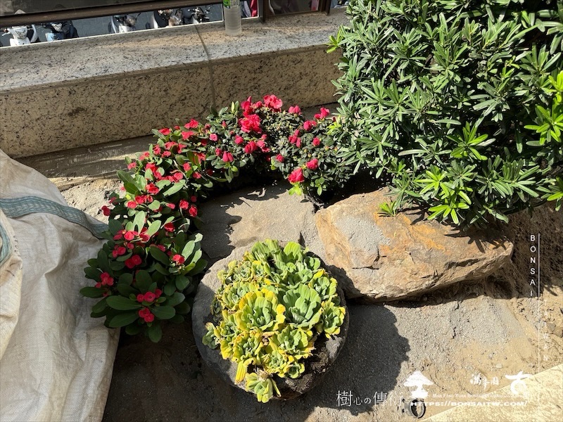 img 5666 [我們的作品]景觀施工-案110501 露台造景