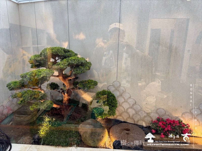 img 6230 [我們的作品]景觀施工-案110502 盆栽(Bonsai)