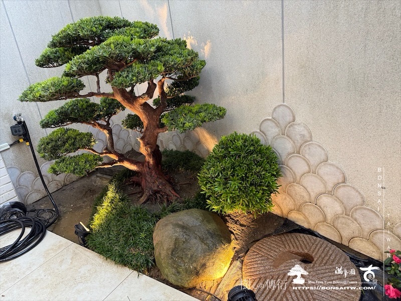 img 6231 [我們的作品]景觀施工-案110502 盆栽(Bonsai)