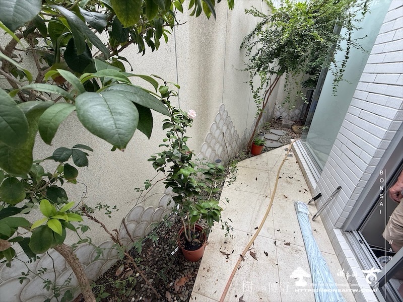 img 6234 [我們的作品]景觀施工-案110502 盆栽(Bonsai)