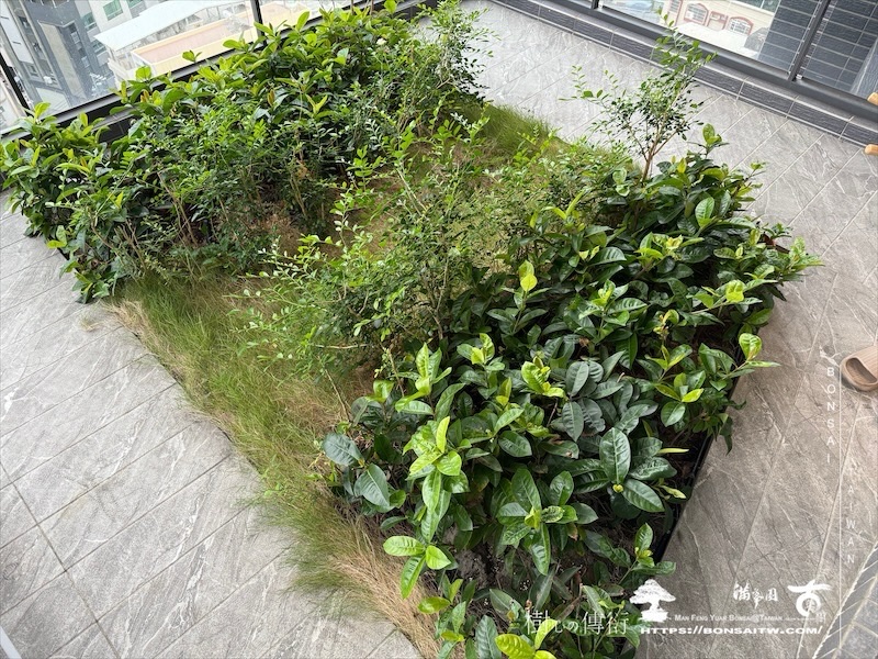 img 7034 [我們的作品]景觀施工-案1127 露台造景