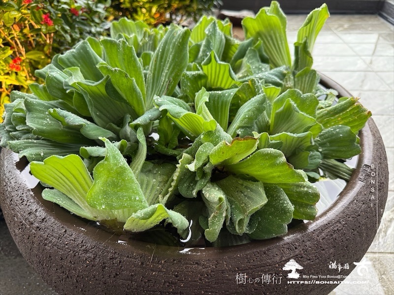 img 7051 [我們的作品]景觀施工-案1127 露台造景