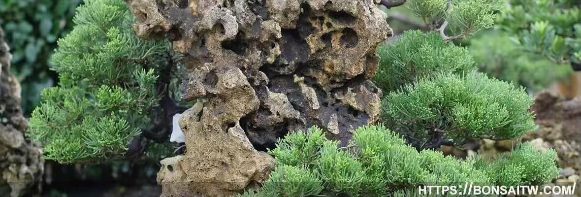 滿峯園．BONSAITW