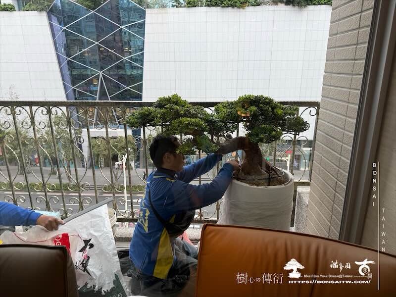 img 8167 [我們的作品]露台佈置施工-案121102 盆栽(Bonsai)