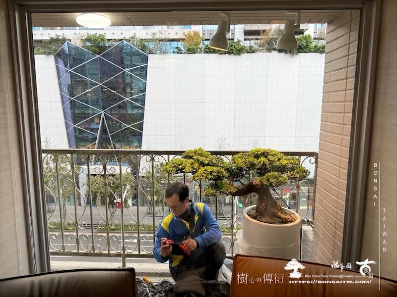 img 8168 [我們的作品]露台佈置施工-案121102 盆栽(Bonsai)