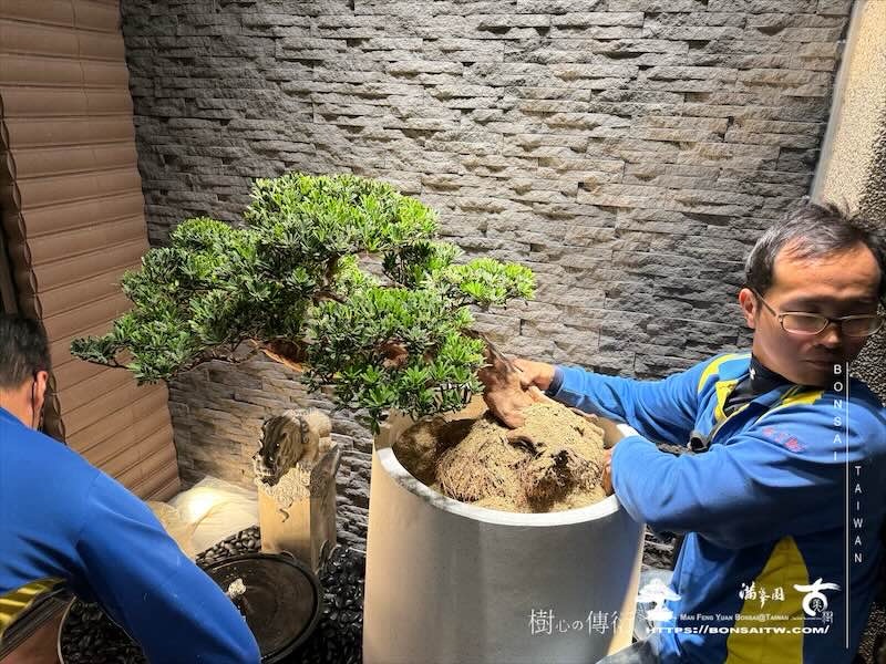 img 8172 [我們的作品]露台佈置施工-案121101 盆栽(Bonsai)