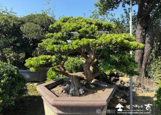 img 8456 [晶鑽羅漢松]等待，是為了下一次的蛻變(153) 等待，是為了下一次的蛻變