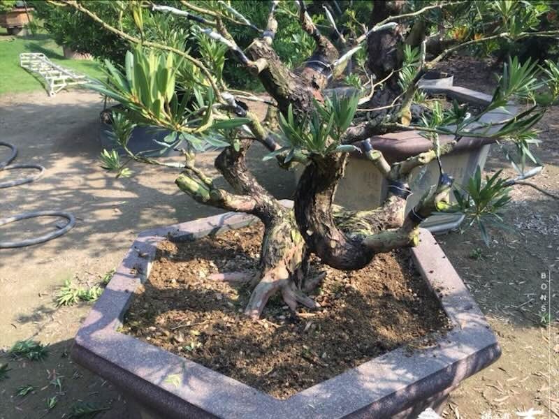 img 8457 [晶鑽羅漢松]等待，是為了下一次的蛻變(153) 盆栽(Bonsai)