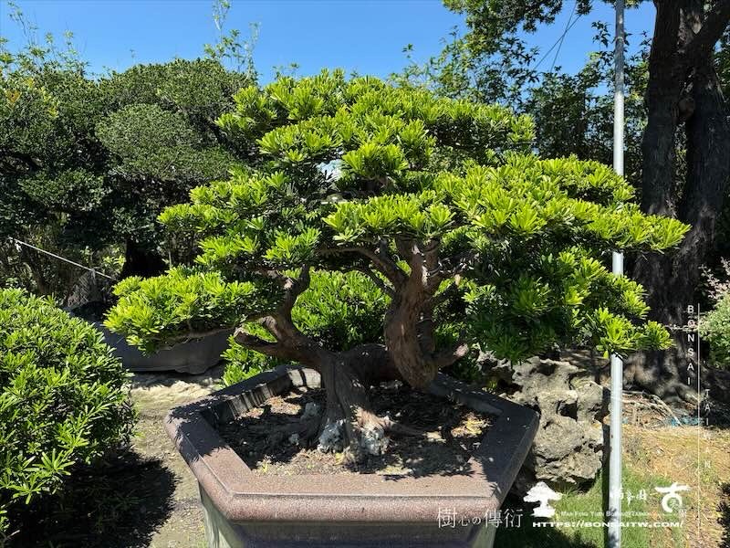 img 8458 [晶鑽羅漢松]等待，是為了下一次的蛻變(153) 盆栽(Bonsai)