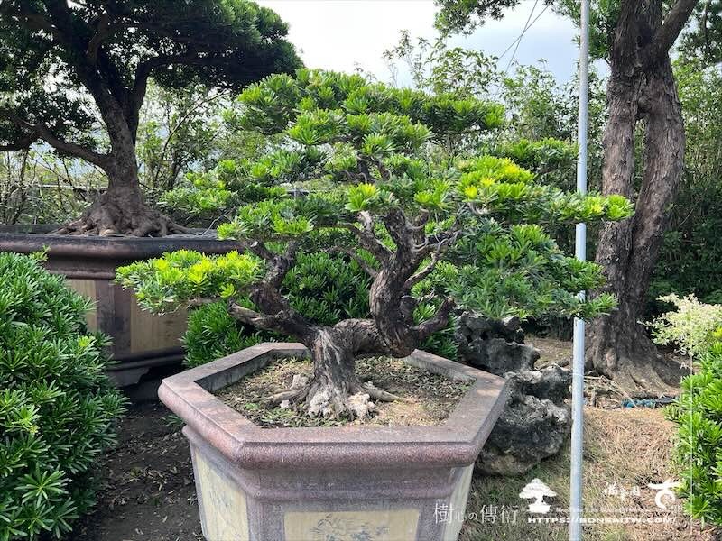 img 8459 [晶鑽羅漢松]等待，是為了下一次的蛻變(153) 盆栽(Bonsai)