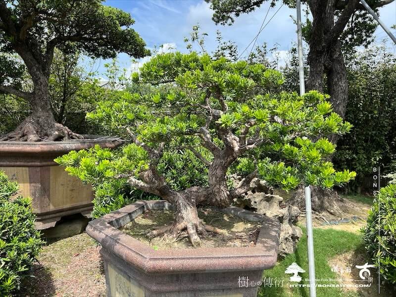 img 8460 [晶鑽羅漢松]等待，是為了下一次的蛻變(153) 盆栽(Bonsai)