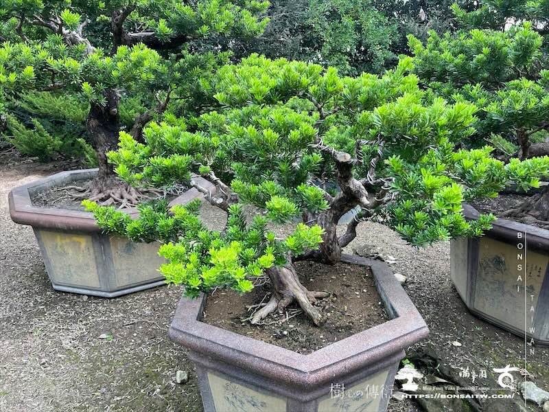 img 8461 [晶鑽羅漢松]等待，是為了下一次的蛻變(153) 盆栽(Bonsai)
