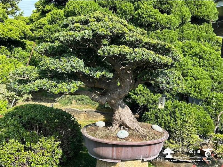 img 8553 [晶鑽羅漢松]等待，是為了下一次的蛻變(71) 盆栽(Bonsai)