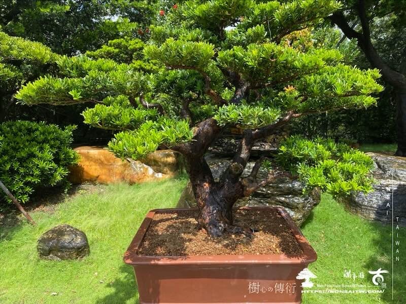 img 8559 [晶鑽羅漢松]等待，是為了下一次的蛻變(74) 蛻變專題(The plan)